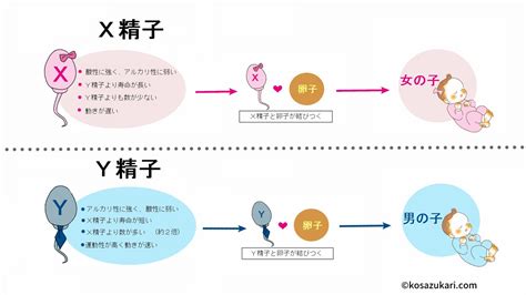 精液とは？精子との違いや色からわかる健康状態